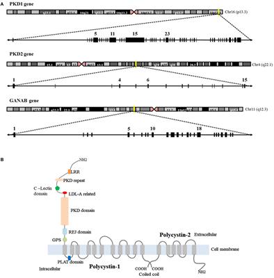 The Genetic and Cellular Basis of Autosomal Dominant Polycystic Kidney Disease—A Primer for Clinicians